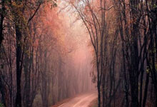 世界杯竞猜-F1巴塞罗那冬测首日结果曝光：劳森引发红旗，红牛赛车最快，哈斯车队最满意